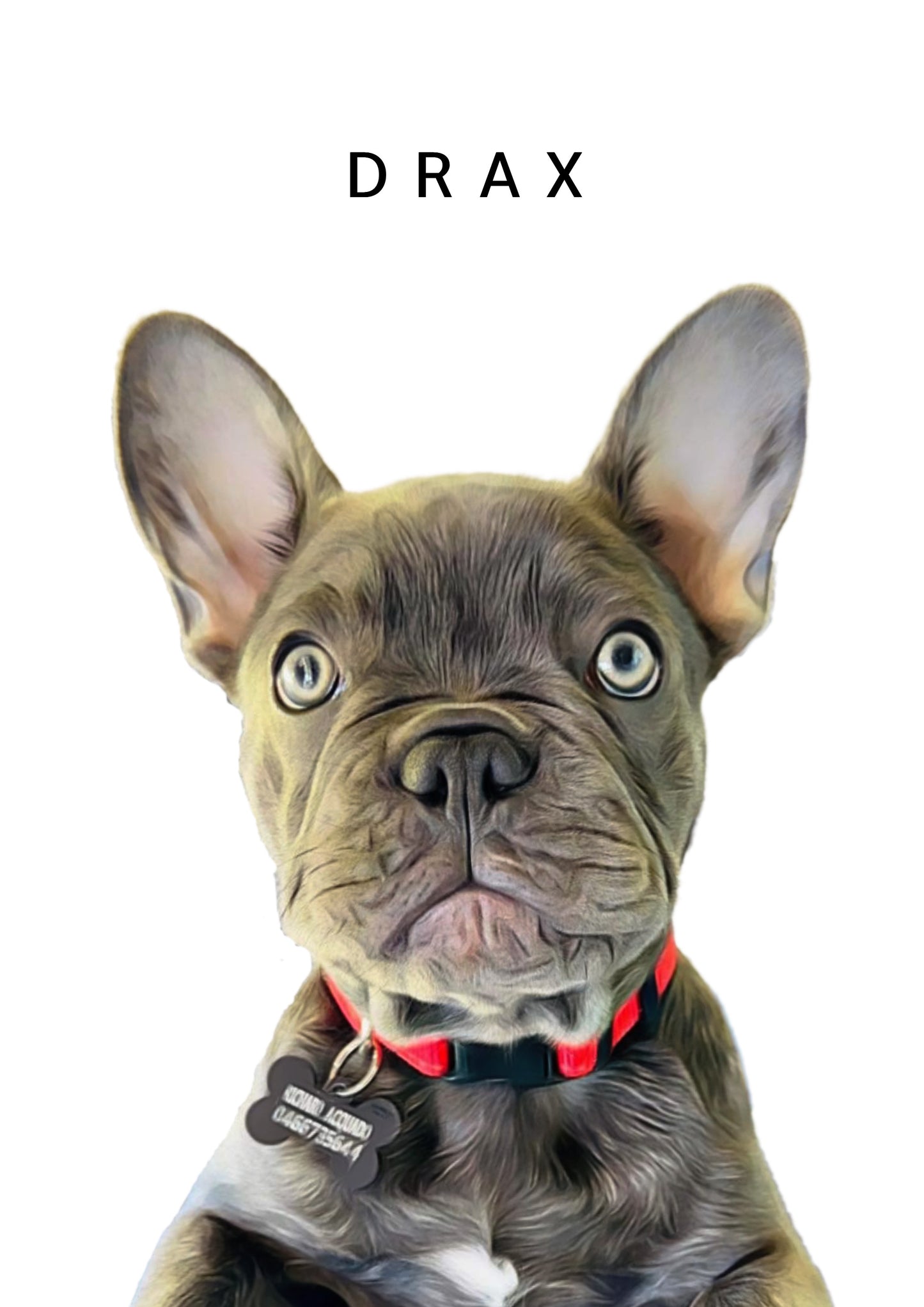 The OG Pooch Portrait